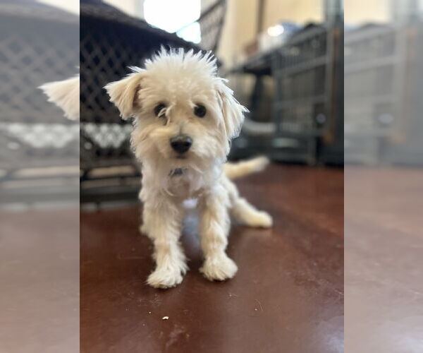 Medium Photo #3 Maltese-Unknown Mix Puppy For Sale in San Diego , CA, USA