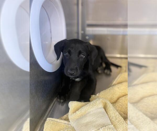 Medium Photo #1 Labrador Retriever Puppy For Sale in Chula Vista, CA, USA