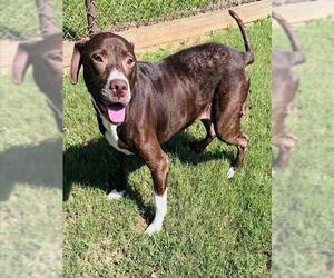 Labrador Retriever-Unknown Mix Dogs for adoption in Grovetown, GA, USA