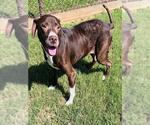Small Labrador Retriever Mix