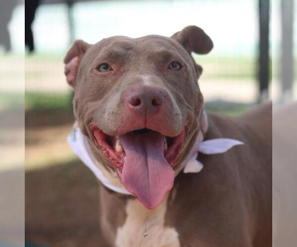 Medium Photo #1 American Pit Bull Terrier-Unknown Mix Puppy For Sale in San Antonio, TX, USA