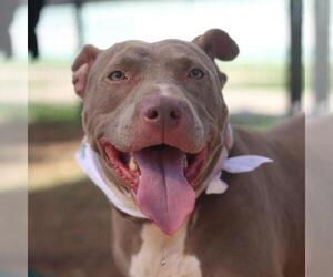 American Pit Bull Terrier-Unknown Mix Dogs for adoption in San Antonio, TX, USA