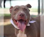 Small American Pit Bull Terrier Mix