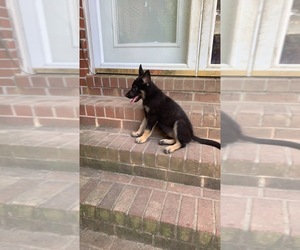 German Shepherd Dog Puppy for sale in PROVDENCE FRG, VA, USA
