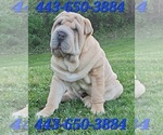 Image preview for Ad Listing. Nickname: Lentil