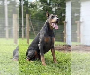 Father of the Doberman Pinscher puppies born on 07/17/2026