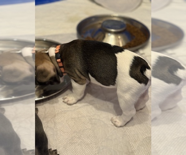 Medium Photo #5 French Bulldog Puppy For Sale in OLYMPIA, WA, USA