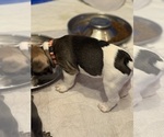 Small #4 French Bulldog
