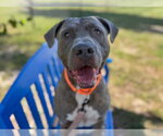 WARDEN - Male American Bulldog-Unknown Mix Dog for Adoption - Small photo