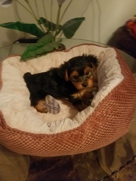 Medium Photo #1 Yorkshire Terrier Puppy For Sale in CARSON, CA, USA