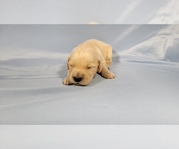Medium Photo #14 Golden Retriever Puppy For Sale in BLACK FOREST, CO, USA