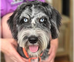 Poodle (Standard)-Siberian Husky Mix Dogs for adoption in Santa Rosa, CA, USA