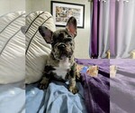 Small #3 French Bulldog