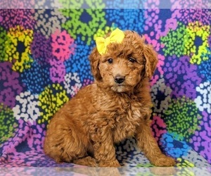 Double Doodle Puppy for sale in NOTTINGHAM, PA, USA