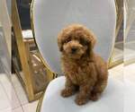 Small Photo #1 Poodle (Toy) Puppy For Sale in REDLANDS, CA, USA