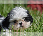 Small #2 Shih Tzu