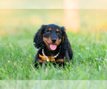 Small Photo #29 Dachshund Puppy For Sale in WARSAW, IN, USA