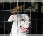 Small #2 American Pit Bull Terrier Mix