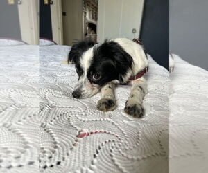 Papillon Dogs for adoption in New Orleans, LA, USA
