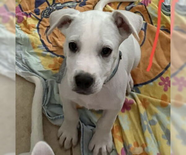 Medium Photo #3 Anatolian Shepherd-Catahoula Leopard Dog Mix Puppy For Sale in The Woodlands, TX, USA