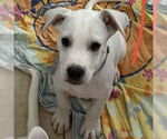 Small #2 Anatolian Shepherd-Catahoula Leopard Dog Mix