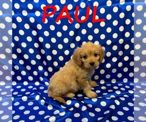 Cavapoo Puppy for sale in HARTLAND, MN, USA