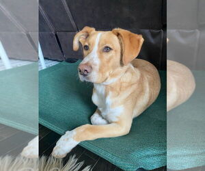 Labrador Retriever-Unknown Mix Dogs for adoption in Minneapolis, MN, USA