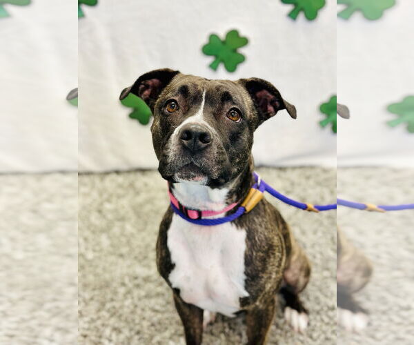 Medium Photo #6 American Pit Bull Terrier-Unknown Mix Puppy For Sale in Manahawkin, NJ, USA