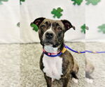 Small #5 American Pit Bull Terrier Mix