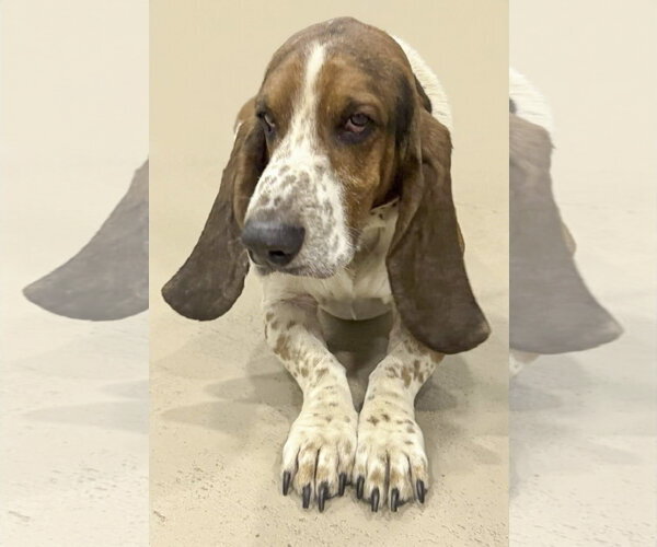 Medium Photo #3 Basset Hound Puppy For Sale in Deepwater, NJ, USA