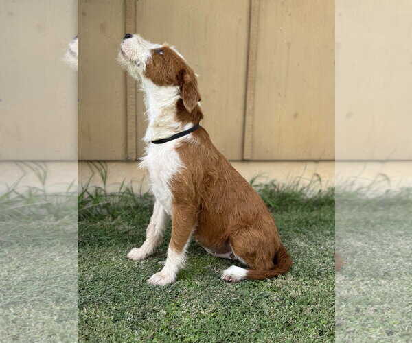 Medium Photo #5 Mutt Puppy For Sale in PIPE CREEK, TX, USA