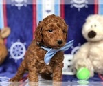 Small Photo #3 Goldendoodle Puppy For Sale in CLAY, PA, USA