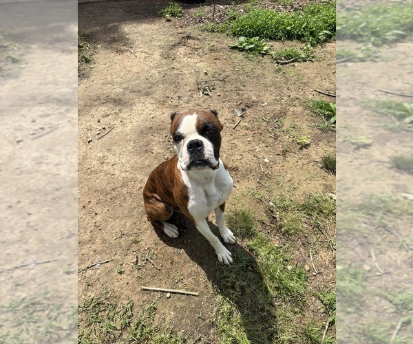 Medium Photo #1 Boxer Puppy For Sale in SAINT JOSEPH, TN, USA