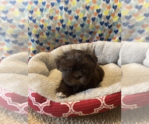 Shih Tzu Puppy for sale in LEES CROSS RD, PA, USA