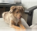 Small #19 Miniature Australian Shepherd