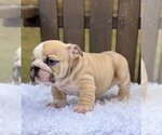 Small Photo #3 Bulldog Puppy For Sale in BOCA RATON, FL, USA