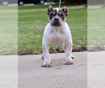 Small American Bully