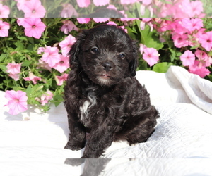 Aussie-Poo Puppy for sale in SHILOH, OH, USA