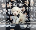 Small Photo #2 Lhasa-Poo Puppy For Sale in LINCOLN UNIV, PA, USA