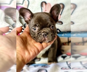 French Bulldog Puppy for sale in OJAI, CA, USA