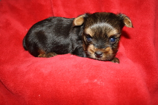 Yorkshire Terrier Puppy for sale in PLANT CITY, FL, USA