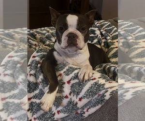 Mother of the Boston Terrier puppies born on 04/25/2025