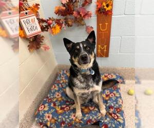 Mutt Dogs for adoption in Brighton, CO, USA