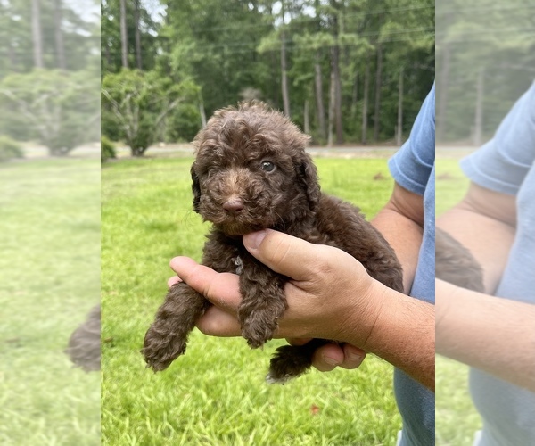 Medium Photo #3 Labradoodle Puppy For Sale in TIMMONSVILLE, SC, USA