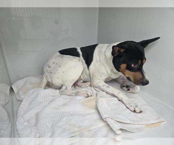Medium Photo #1 Pointer-Rat Terrier Mix Puppy For Sale in Houston, TX, USA