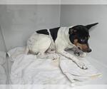 Small Pointer-Rat Terrier Mix