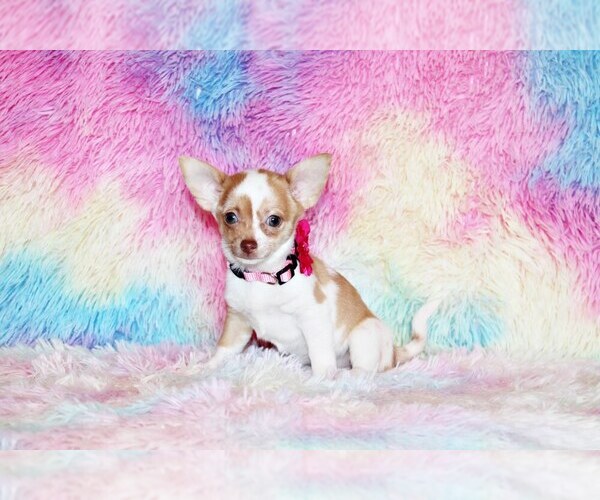 Medium Photo #25 Chihuahua Puppy For Sale in CHARLESTON, AR, USA