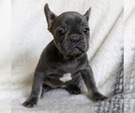 Small Photo #4 French Bulldog Puppy For Sale in MANHEIM, PA, USA