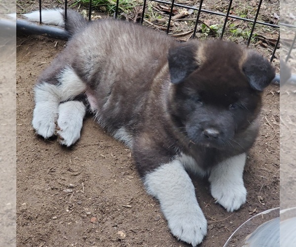 Medium Photo #2 Akita Puppy For Sale in LAKEBAY, WA, USA
