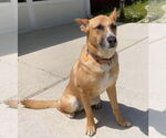 Small #3 German Shepherd Dog Mix